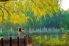 榴莲视频app麻豆-社交媒体上的视频分享文化，榴莲视频app与麻豆现象